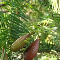 Cephalotaxus fortunei fruit